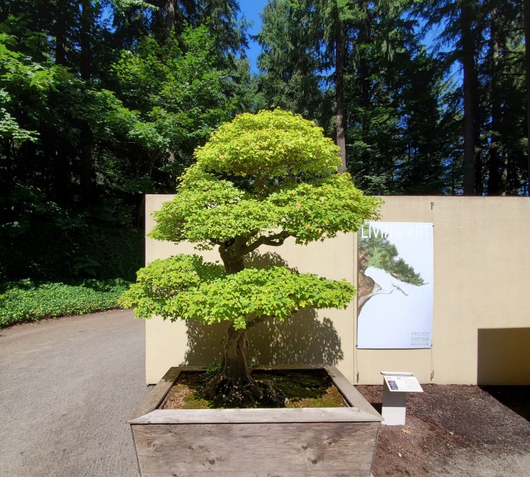 pacific-bonsai-museum-photo